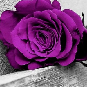 Meet your Posher, April